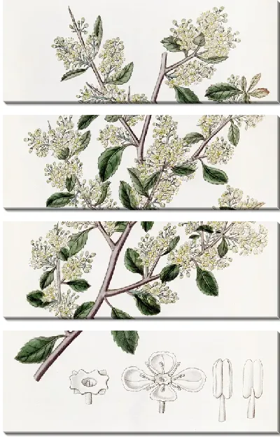 Картина Дувауа яйцелистный (1815-1819)