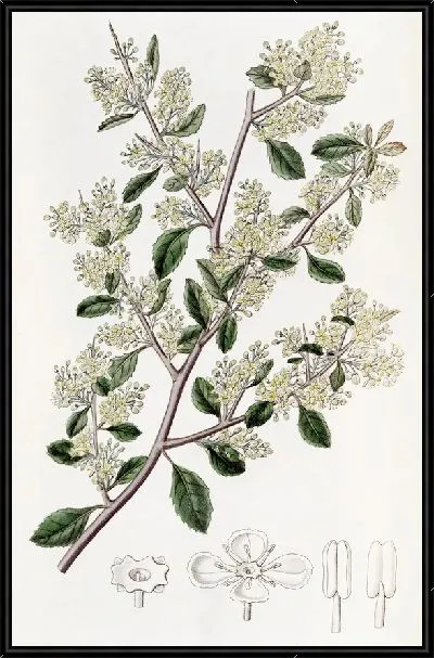 Картина Дувауа яйцелистный (1815-1819)