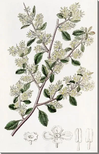 Картина Дувауа яйцелистный (1815-1819)