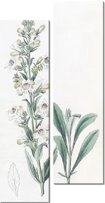 Картина Засохший пенстемон (1815-1819)