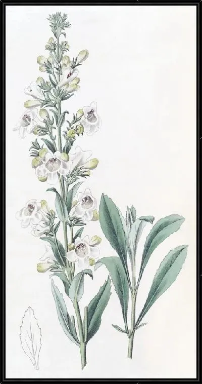 Картина Засохший пенстемон (1815-1819)