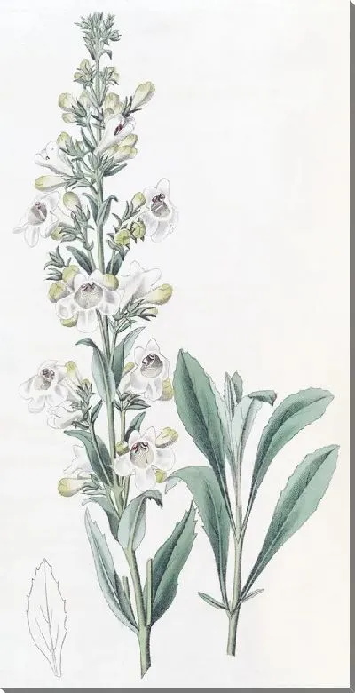 Картина Засохший пенстемон (1815-1819)