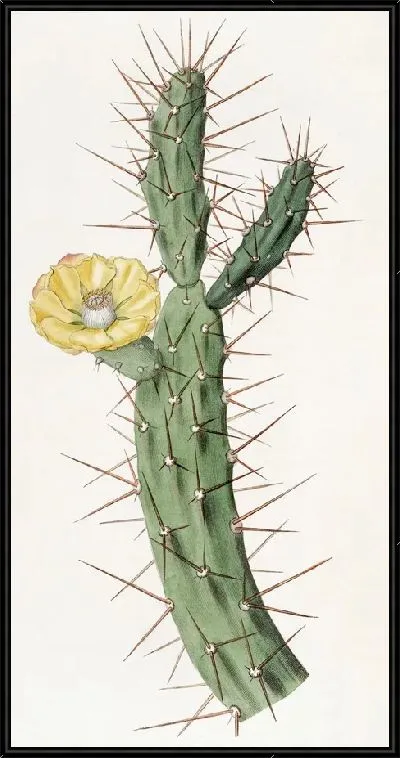 Картина Индийский инжир оранжевого цвета (1815-1819)