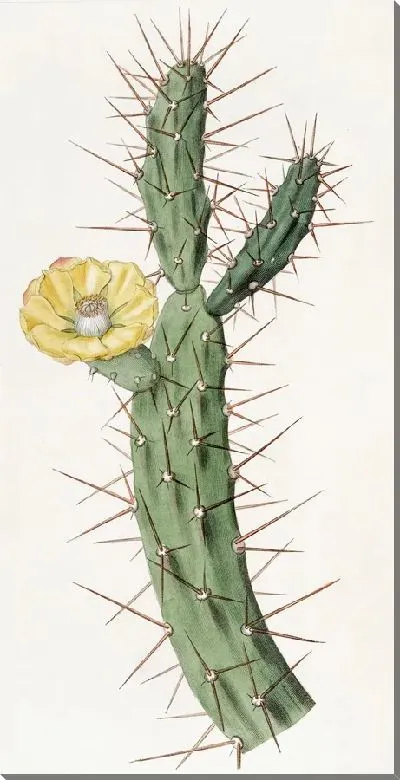 Картина Индийский инжир оранжевого цвета (1815-1819)