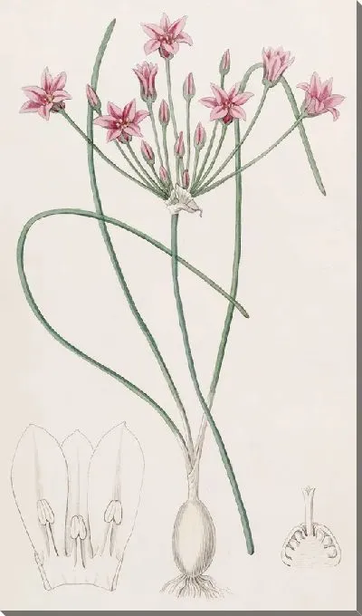 Картина Калоскорд неринолистный (1815-1819)