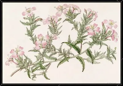 Картина Карандашная вечерняя примула (1815-1819)