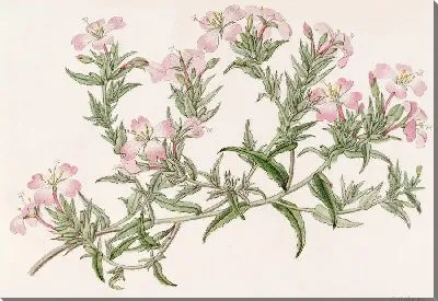 Картина Карандашная вечерняя примула (1815-1819)