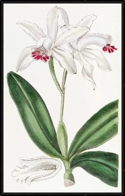 Картина Каттлея промежуточная бледноцветковая (1815-1819)