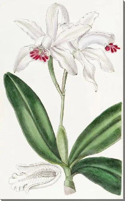 Картина Каттлея промежуточная бледноцветковая (1815-1819)