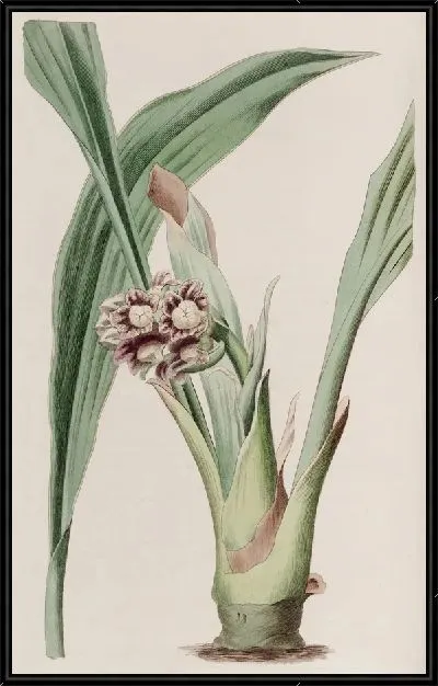 Картина Кивающая Тупистра (1815-1819)