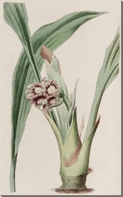 Картина Кивающая Тупистра (1815-1819)