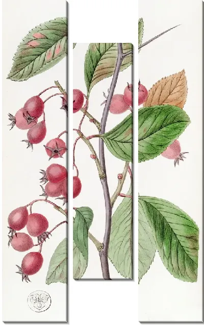 Картина Корабль петушиного овального листа (1815-1819)