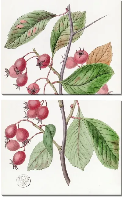 Картина Корабль петушиного овального листа (1815-1819)