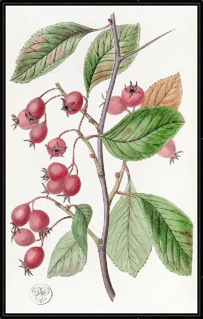 Картина Корабль петушиного овального листа (1815-1819)