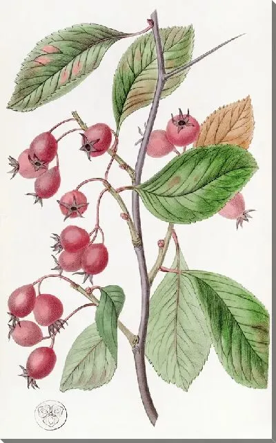 Картина Корабль петушиного овального листа (1815-1819)