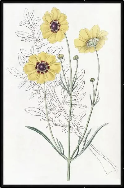 Картина Кореопсис многолетний Дайера (1815-1819)