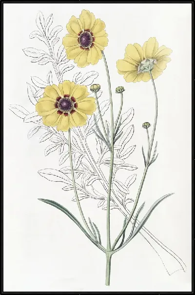 картина