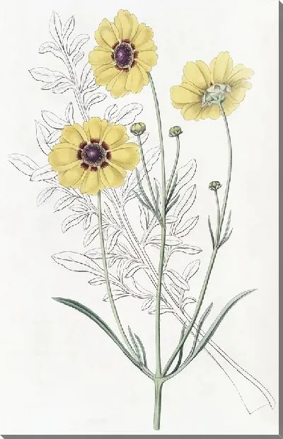 Картина Кореопсис многолетний Дайера (1815-1819)