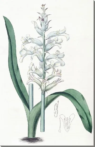 Картина Лахеналия бледно-голубоцветковая (1815-1819)