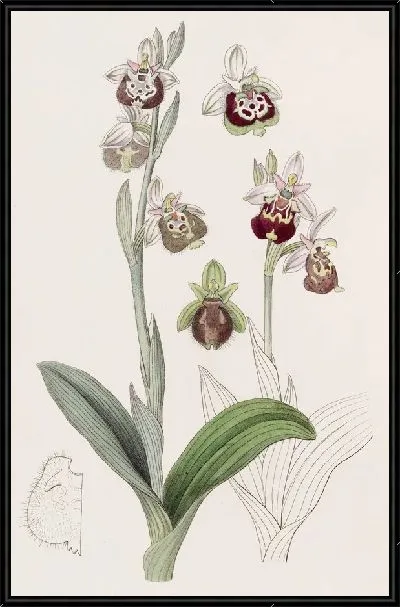 Картина Накрашенные губы Офрис (1815-1819)