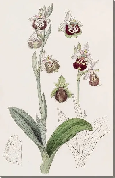Картина Накрашенные губы Офрис (1815-1819)