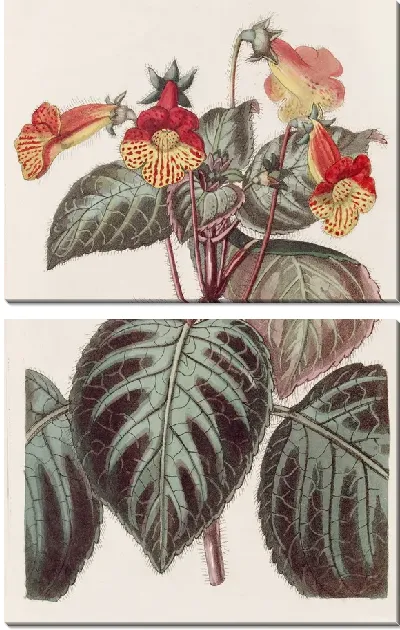 Картина Нарисованный Ахименес (1815-1819)