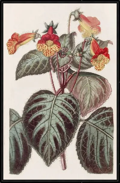 Картина Нарисованный Ахименес (1815-1819)