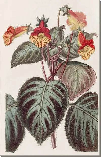 Картина Нарисованный Ахименес (1815-1819)