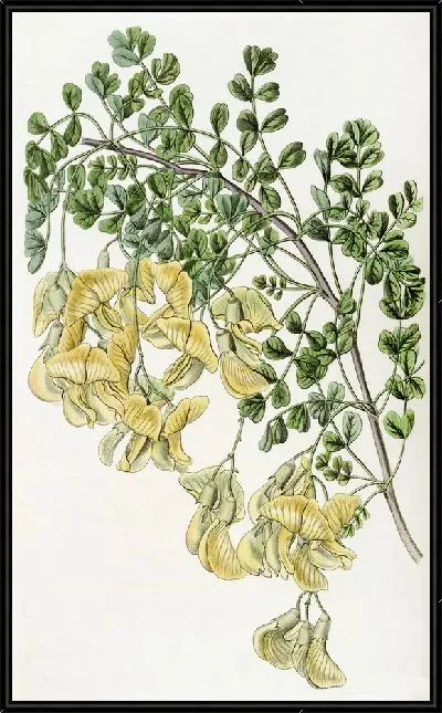 Картина Непал Бладдер-сенна (1815-1819)