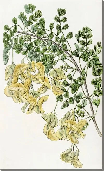 Картина Непал Бладдер-сенна (1815-1819)