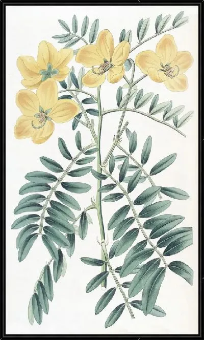 Картина Новая Голландия Кассия (1815-1819)