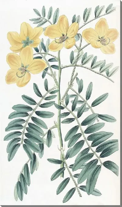 Картина Новая Голландия Кассия (1815-1819)