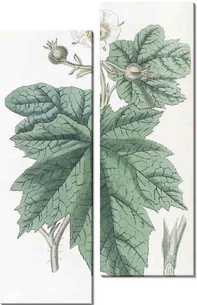 Картина Нутка Малина (1815-1819)