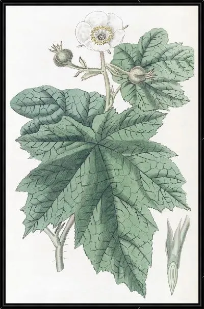 Картина Нутка Малина (1815-1819)