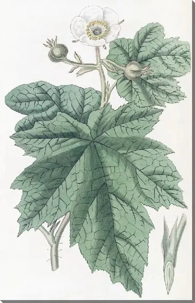 Картина Нутка Малина (1815-1819)