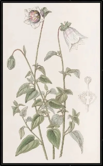 Картина Оватный мешочек (1815-1819)