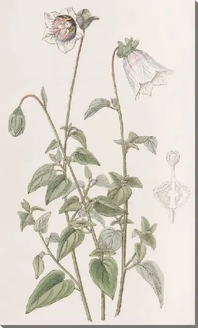 Картина Оватный мешочек (1815-1819)