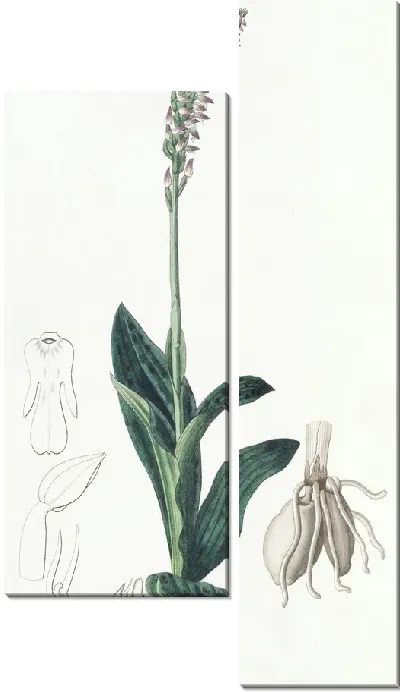 Картина Односторонний Асерас (1815-1819)