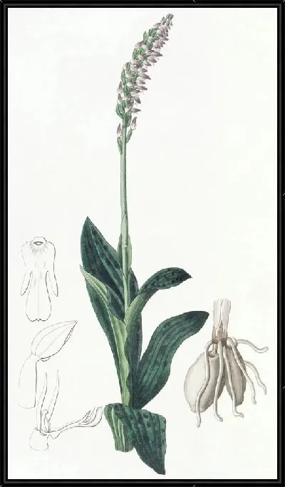 Картина Односторонний Асерас (1815-1819)