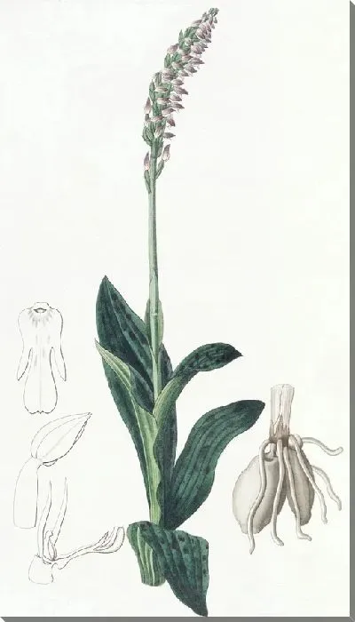 Картина Односторонний Асерас (1815-1819)