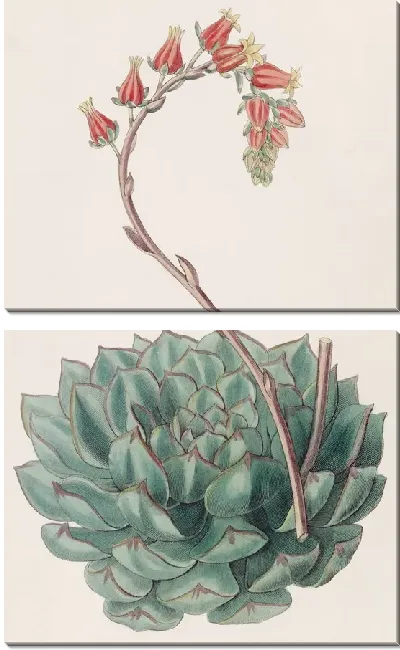 Картина Односторонняя Эхеверия (1815-1819)