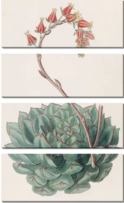 Картина Односторонняя Эхеверия (1815-1819)