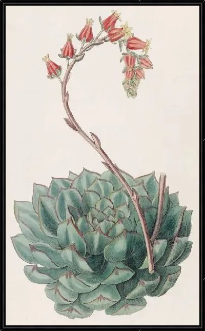 Картина Односторонняя Эхеверия (1815-1819)