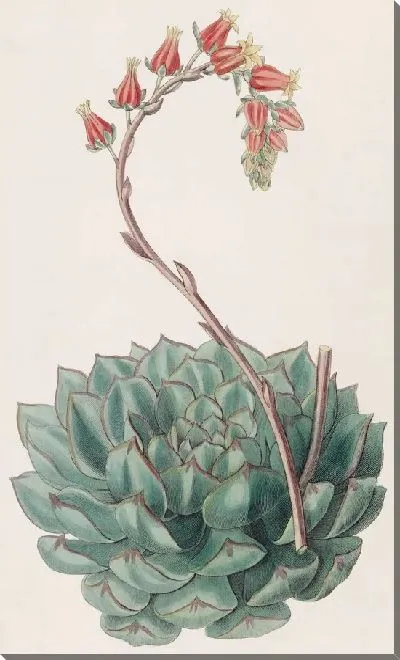 Картина Односторонняя Эхеверия (1815-1819)