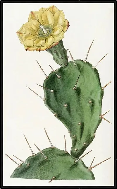 Картина Опунция одноколючая (1815-1819)