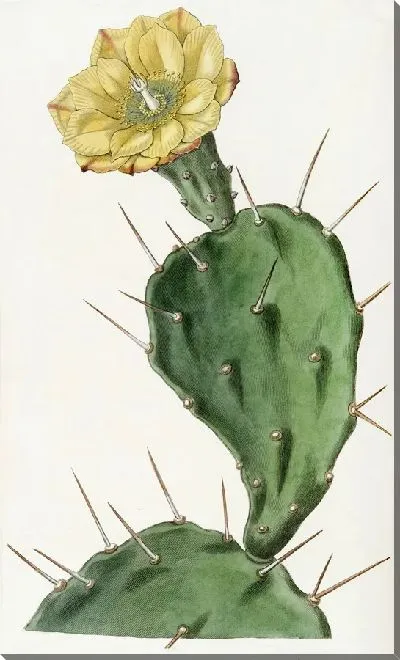 Картина Опунция одноколючая (1815-1819)