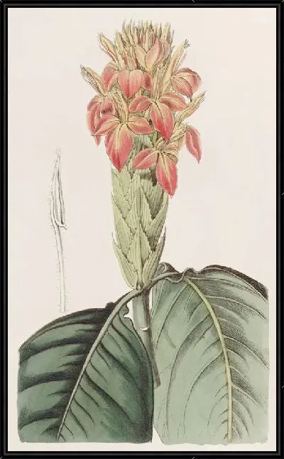 Картина Оранжевая Афеландра (1815-1819)