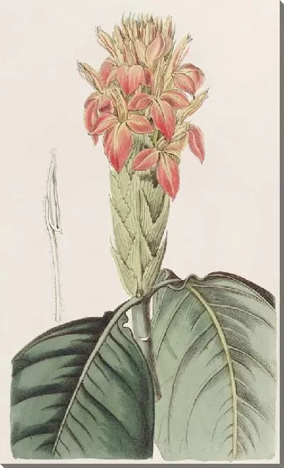 Картина Оранжевая Афеландра (1815-1819)