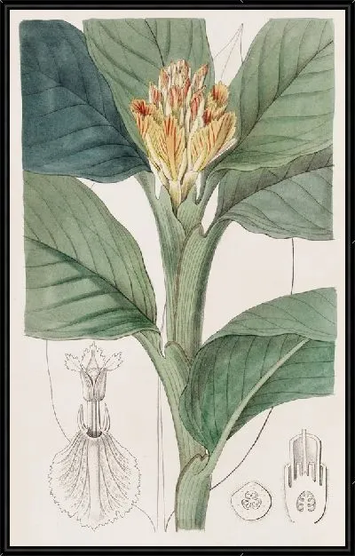 Картина Оранжево-желтый Амомум (1815-1819)