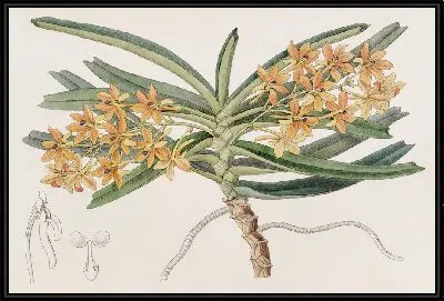 Картина Оранжево-красный Сакколабе (1815-1819)